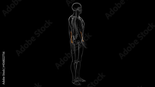 Human skeleton anatomy Radius Bone 3D Rendering