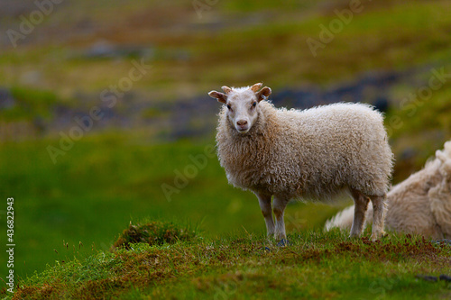 Icelandic sheep.