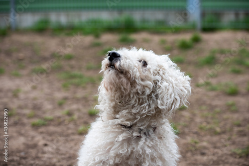 Look up poodle