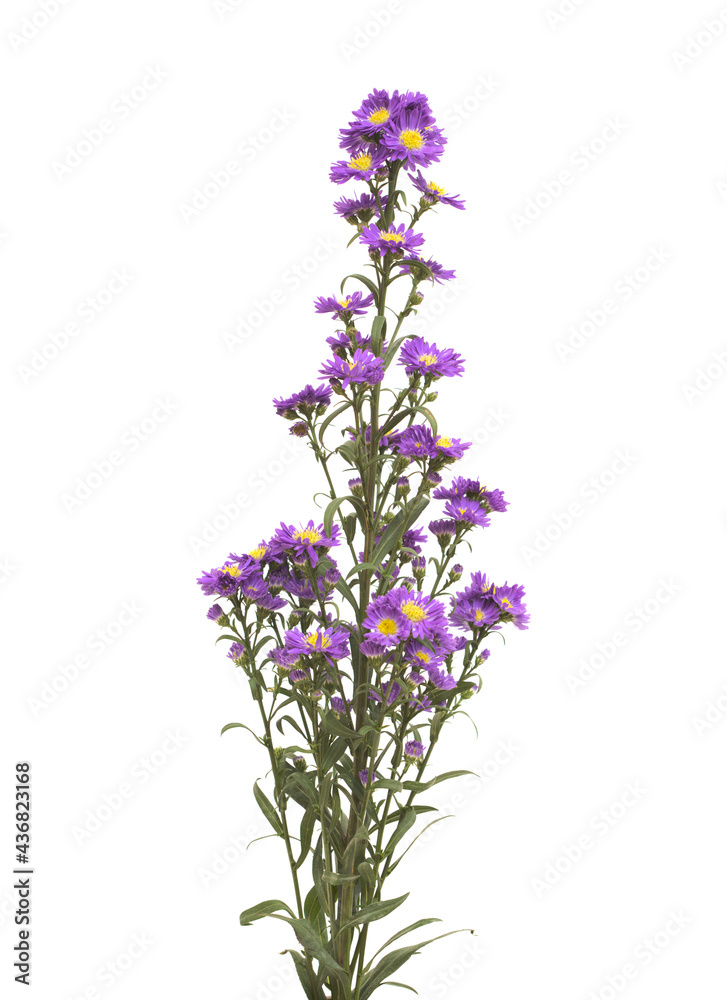 Small purple aster flower inflorescence isolated on white background
Small purple aster flower inflorescence isolated on white background