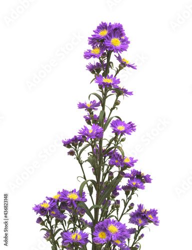 Small purple aster flower inflorescence isolated on white background 