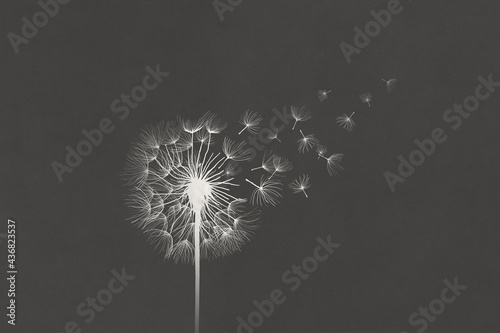 illustration of white dandelion clock flower on black background