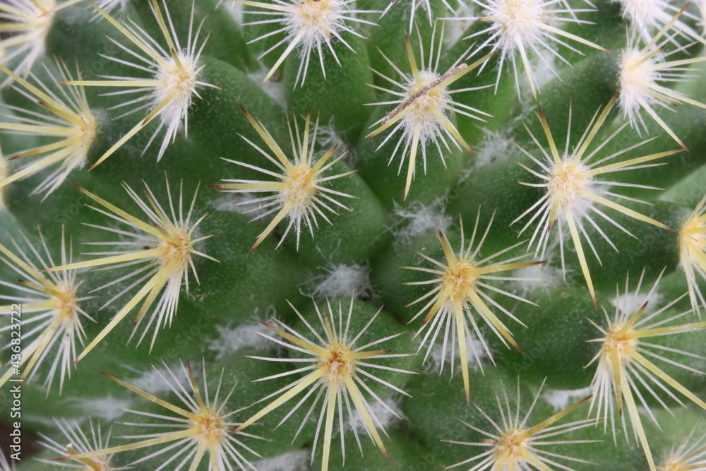 beautiful cactus with skewered spines to fend off predators self-defense protection beautiful cactus with skewered spines to fend off predators self-defense protection