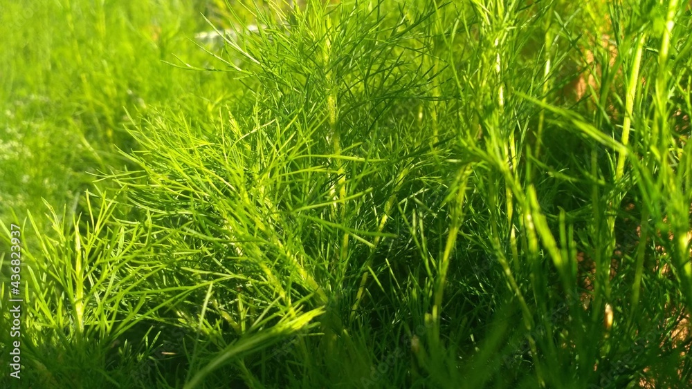 Fototapeta premium green garden