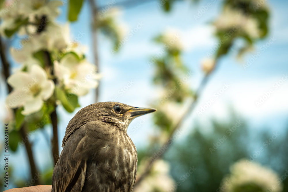 Fototapeta premium Songbird chick. Down and feathers of a young bird. Russia. Day. Spring.