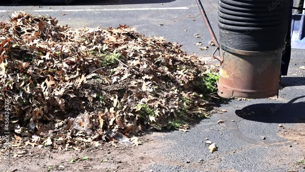 Outdoor manual worker clean the fallen leaves on vacuum up in the road by autumn Outdoor manual worker clean the fallen leaves on vacuum up in the road by autumn