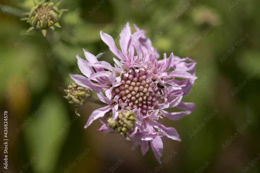 Flora of Gran Canaria - Pterocephalus dumetorus, mountain scabious endemic to the central Canary Islands, natural macro floral background
Flora of Gran Canaria - Pterocephalus dumetorus, mountain scabious endemic to the central Canary Islands, natural macro floral background