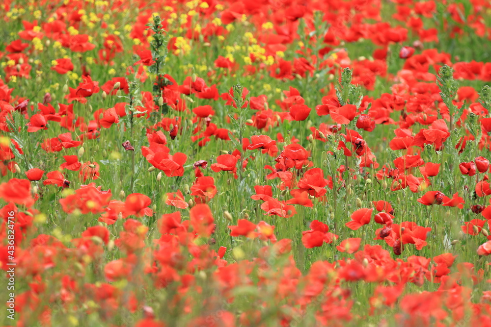 Field of poppies, colorful landscape of flowers
