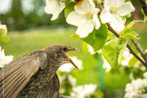 Songbird chick. Down and feathers of a young bird. Russia. Day. Spring.