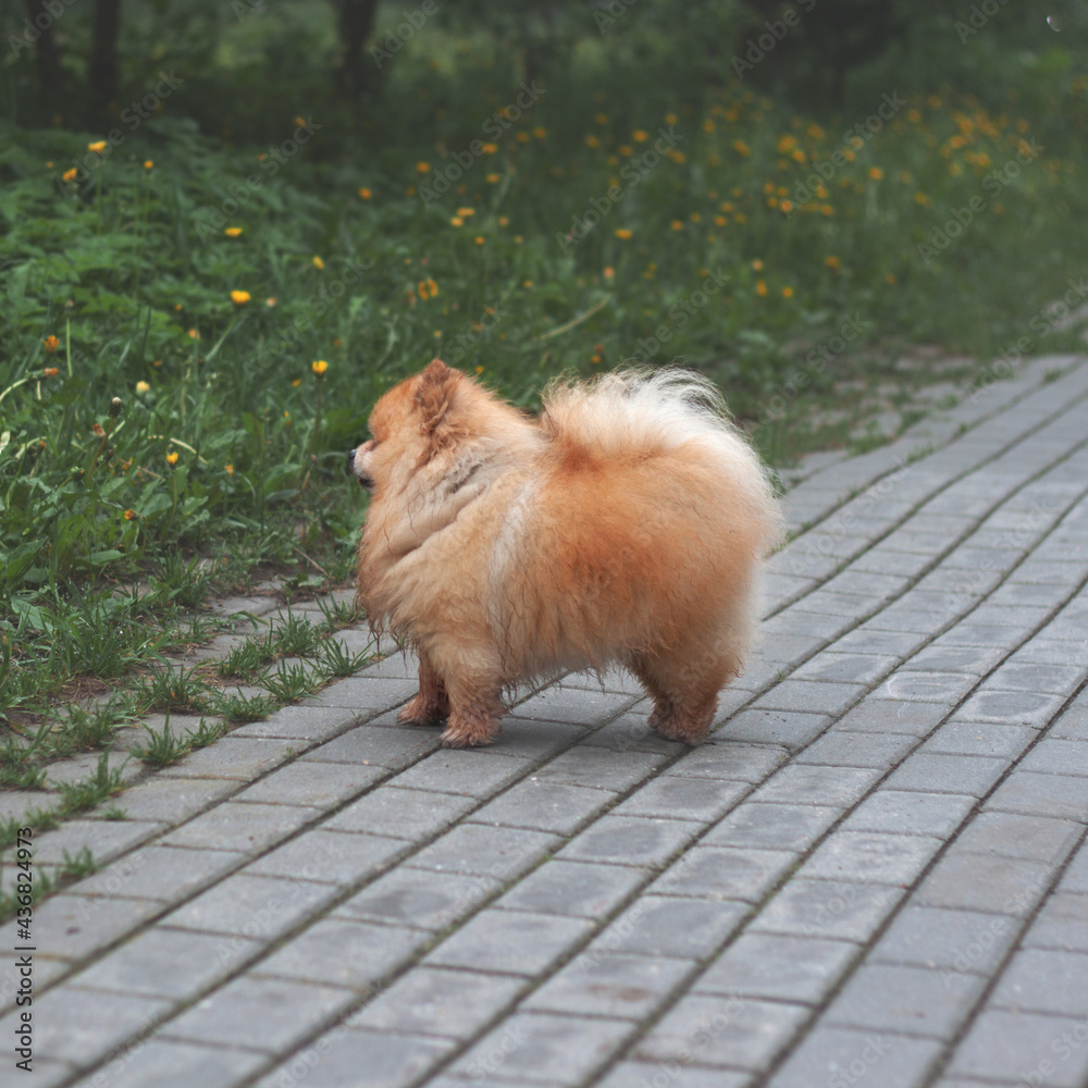 Fototapeta premium A small red fluffy dog Pomeranian Pomeranian bear boo stands on the path side view. Concept of pet, companion, dog walk