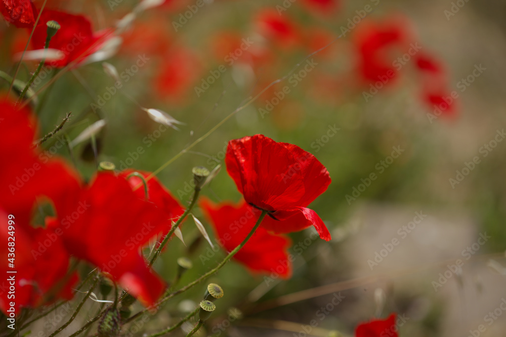 Fototapeta premium Flora of Gran Canaria - Papaver rhoeas, common poppy background