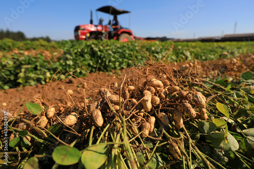 Obraz na płótnie Farmers use machinery to harvest peanuts in the fields w salonie