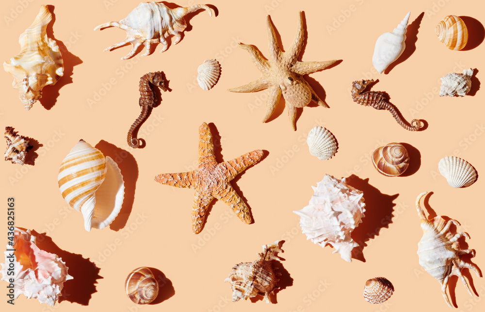 Seashell collection on orange background Seashell collection on orange background