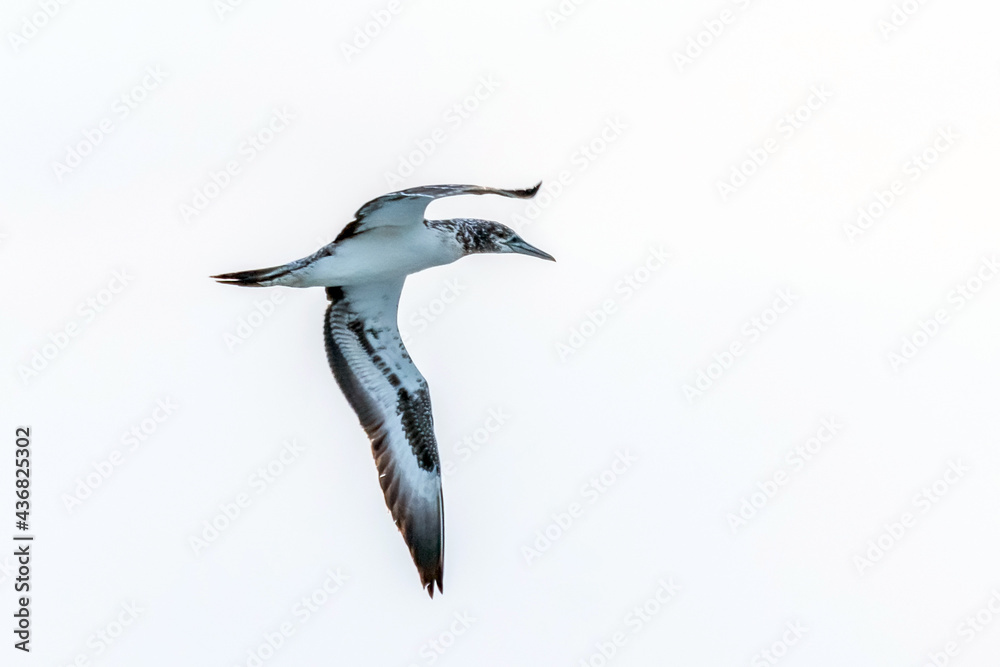 Obraz premium Juvenile Gannet in an early morning flight