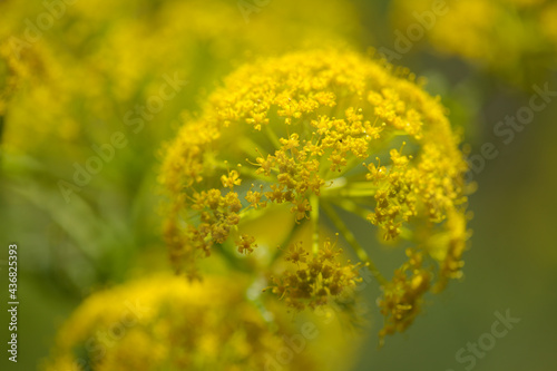 Flora of Gran Canaria -  Ferula linkii, Giant Canary Fennel endemic to the Canary Islands
 photo