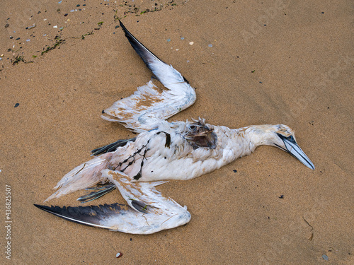 Vászonkép An eviscerated gannet washed up on Bain's Beach in Lerwick, Shetland UK