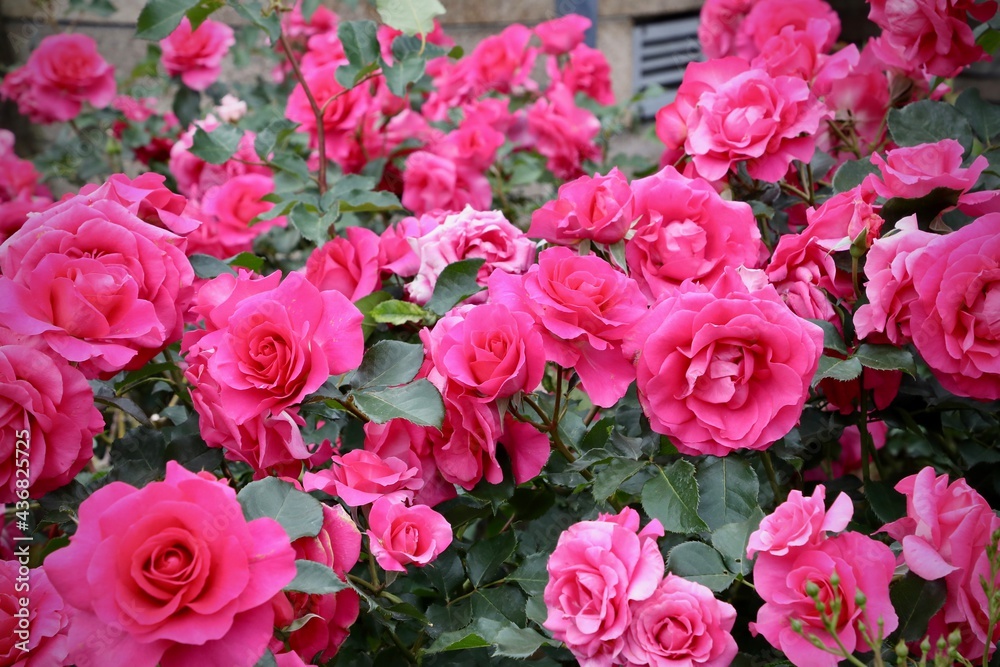 満開の薔薇 満開の薔薇