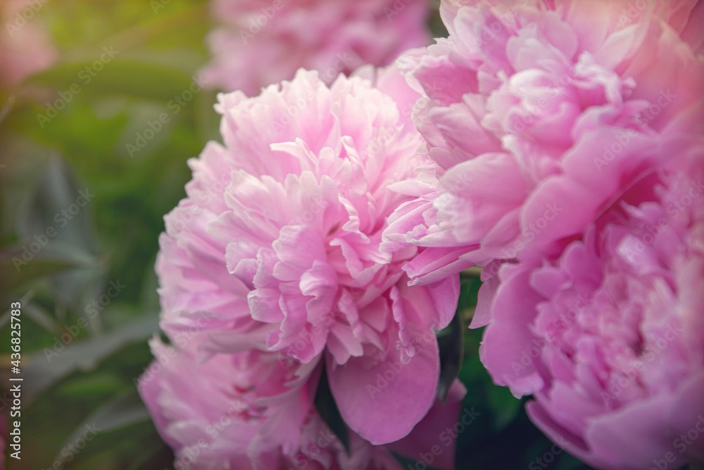 Spring pink peony and fresh tender spring garden Spring pink peony and fresh tender spring garden