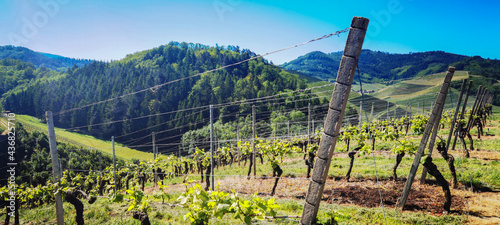 Beautiful landscape background, panorama of vineyards grapevines grapes in the Black Forest Durbach Offenburg Ortenaukreis photo