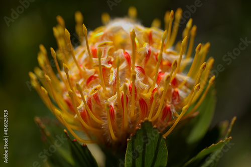 Yellow Leucospermum catherinae, Catherine-wheel protea natural macro floral background photo