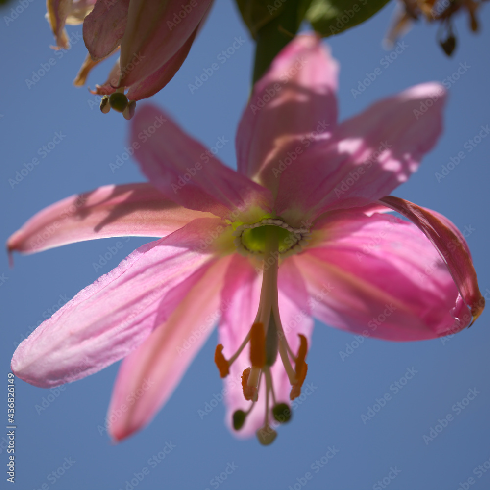 Fototapeta premium Pink flowers of Passiflora tarminiana, banana passionfruit natural macro floral background 