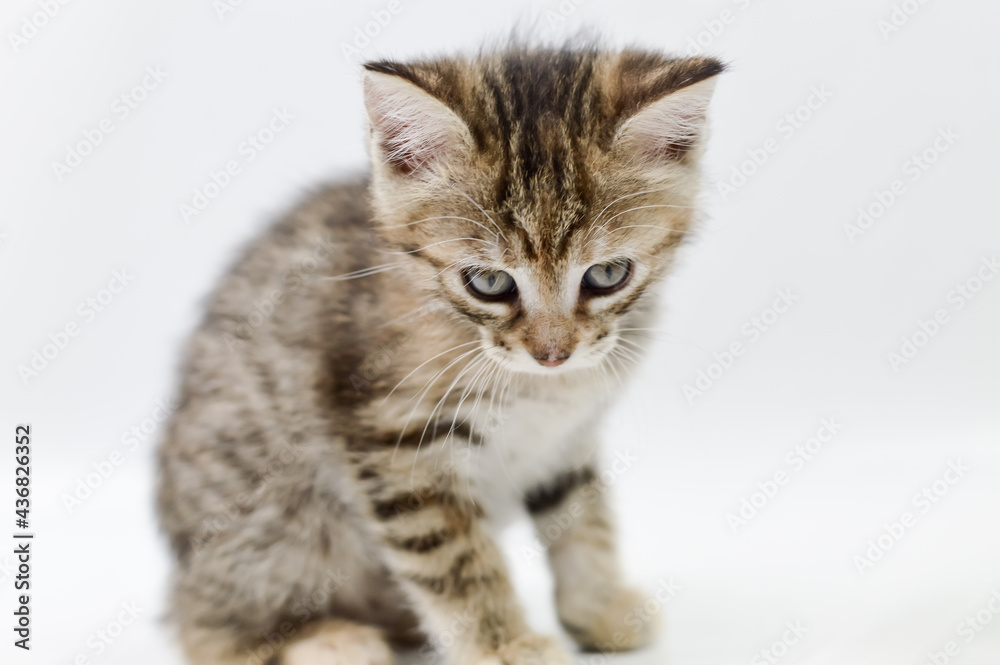 portrait of a one-month-old light brown striped kitten on a white background, shallow depth focus, close up