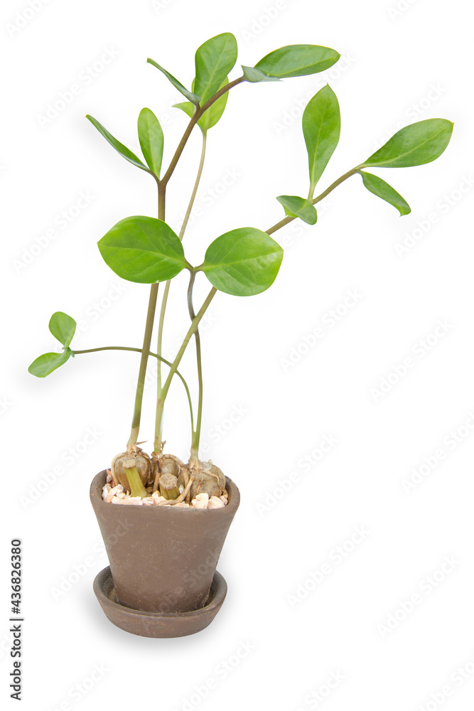Die cut of Zamioculcas zamifolia on white isolated. Die cut of Zamioculcas zamifolia on white isolated.