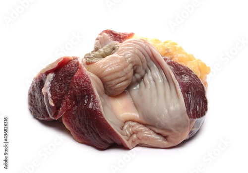 Raw turkey stomach organ, gizzard isolated on white background photo