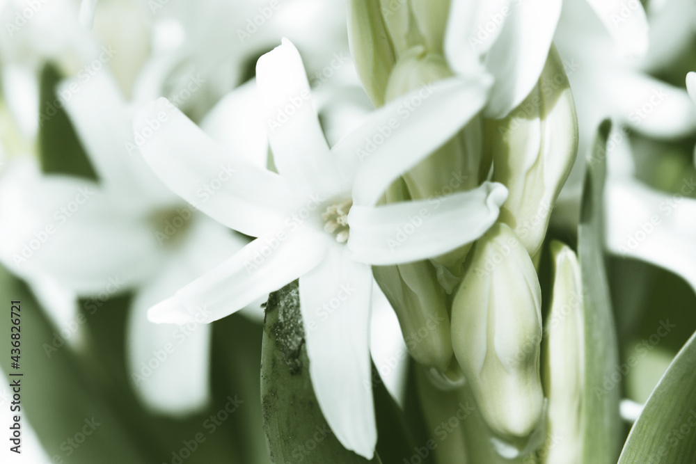 Obraz premium White hyacinth in full spring bloom