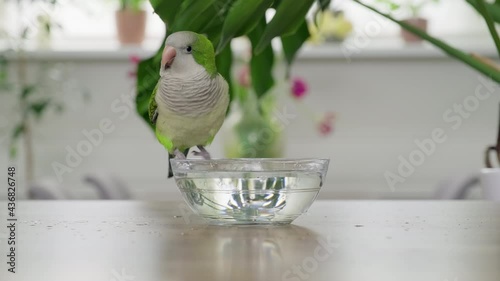 A young green Quaker parrot drinks water and bathes with a glass bowl