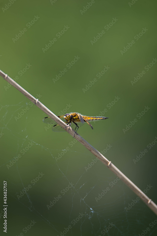 Dragonfly, Haff Reimech in Luxembourg, sprintime Dragonfly, Haff Reimech in Luxembourg, sprintime
