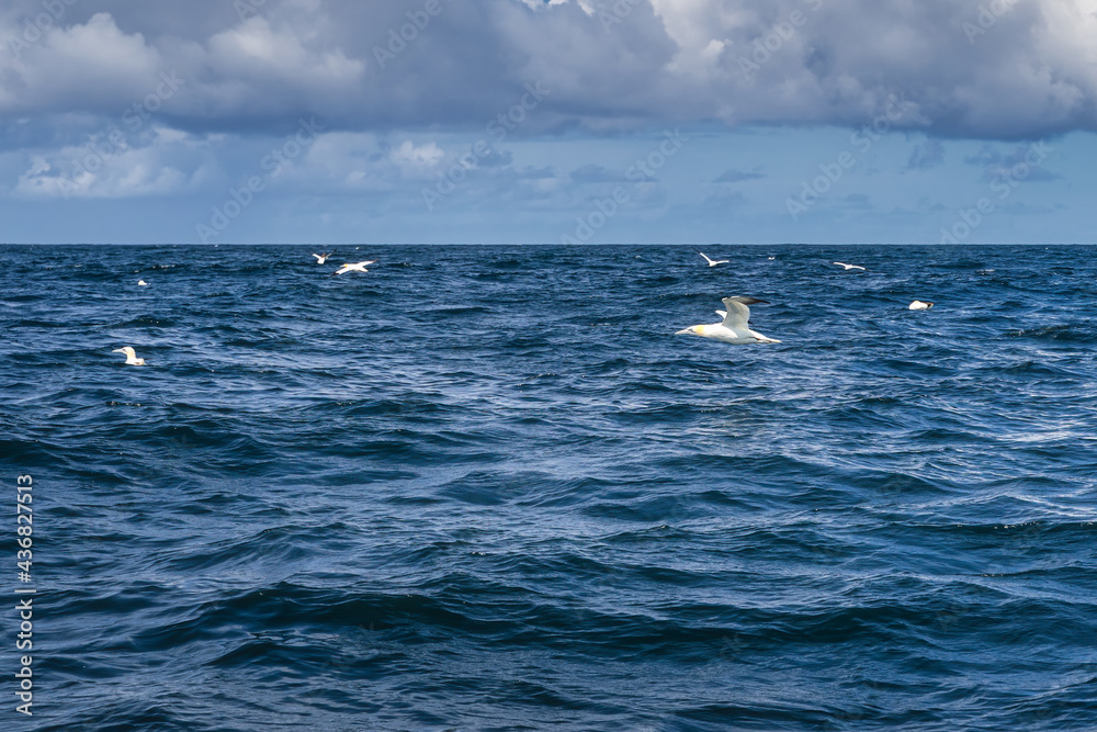 Fototapeta premium Gannet seabirds, Morus Bassanus, flying and floating over blue waters of Atlantic Ocean near their habitat on Skellig islands, Ring of Kerry, Ireland