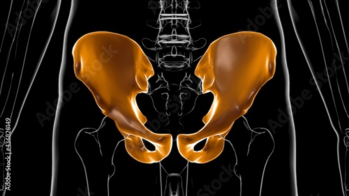 Human Skeleton Hip or Pelvic bone Anatomy For Medical Concept 3D © mybox