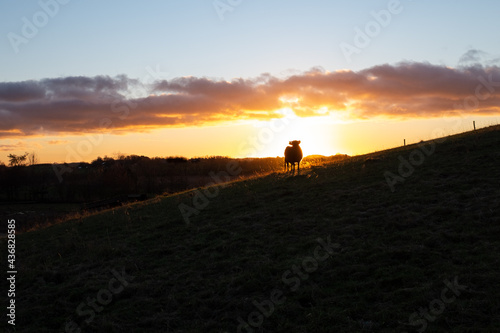 Silhouette of a bull on a sunset