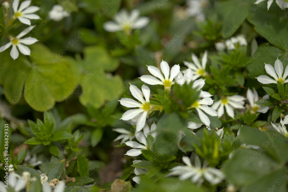 Flowering Scaevola, aka half-flower natural macro floral background
Flowering Scaevola, aka half-flower natural macro floral background