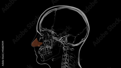 Human Skeleton Septal nasal cartilage Anatomy 3D