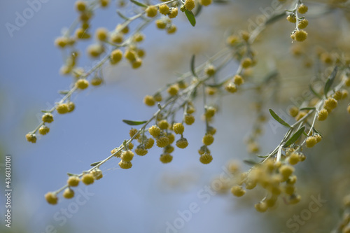 Flora of Gran Canaria - Artemisia thuscula, locally called Incense due to its highly aromatic proterties, natural macro floral background
 photo