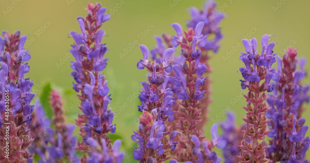 Obraz premium Close up of wild flowers in the spring field