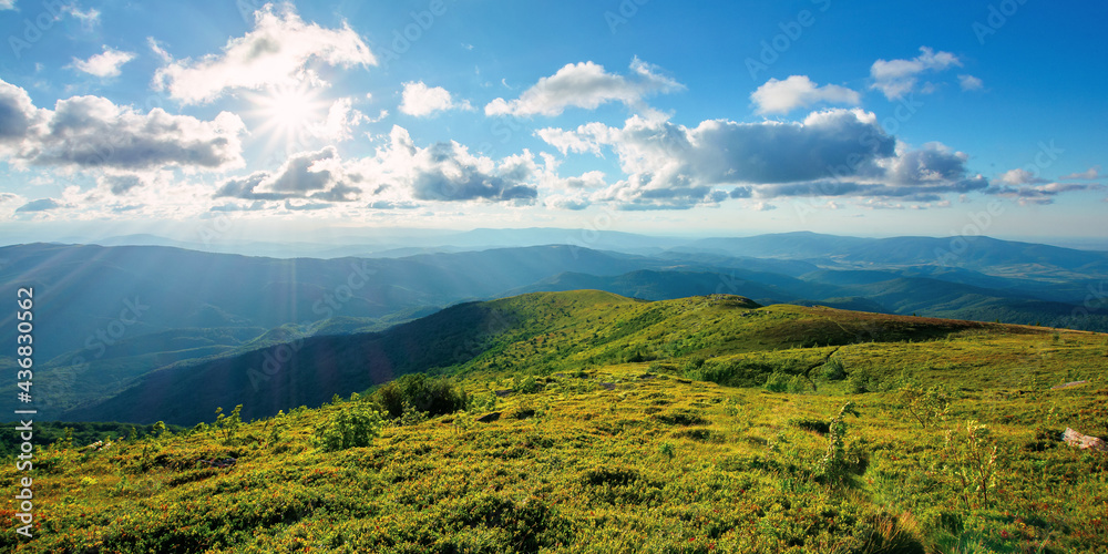 alpine meadow of carpathian mountains in summer. view in to the distant valley in afternoon light. beautiful sunny nature landscape with clouds on the sky