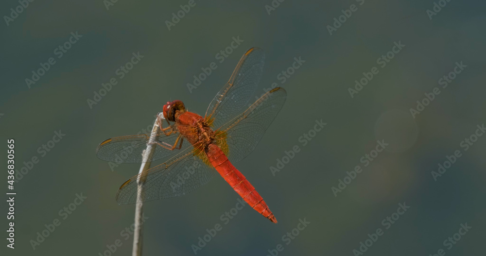 Macro shot of colorful dragonfly Macro shot of colorful dragonfly