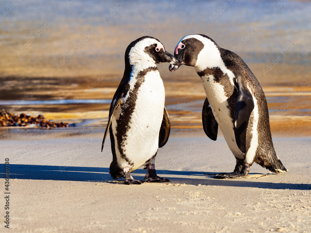 Fototapeta premium Two African Penguins showing affection for one another. Boulders Beach, Simon's Town, South Africa.