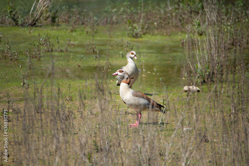 Egyptian Goose in the nature reserve Haff Reimech in Luxembourg