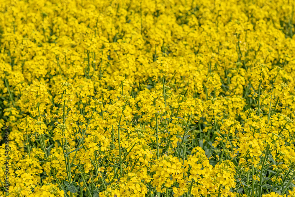 Fields with rapeseed on a sunny day. Rapeseed cultivation. Large yellow field of rape seeds Fields with rapeseed on a sunny day. Rapeseed cultivation. Large yellow field of rape seeds
