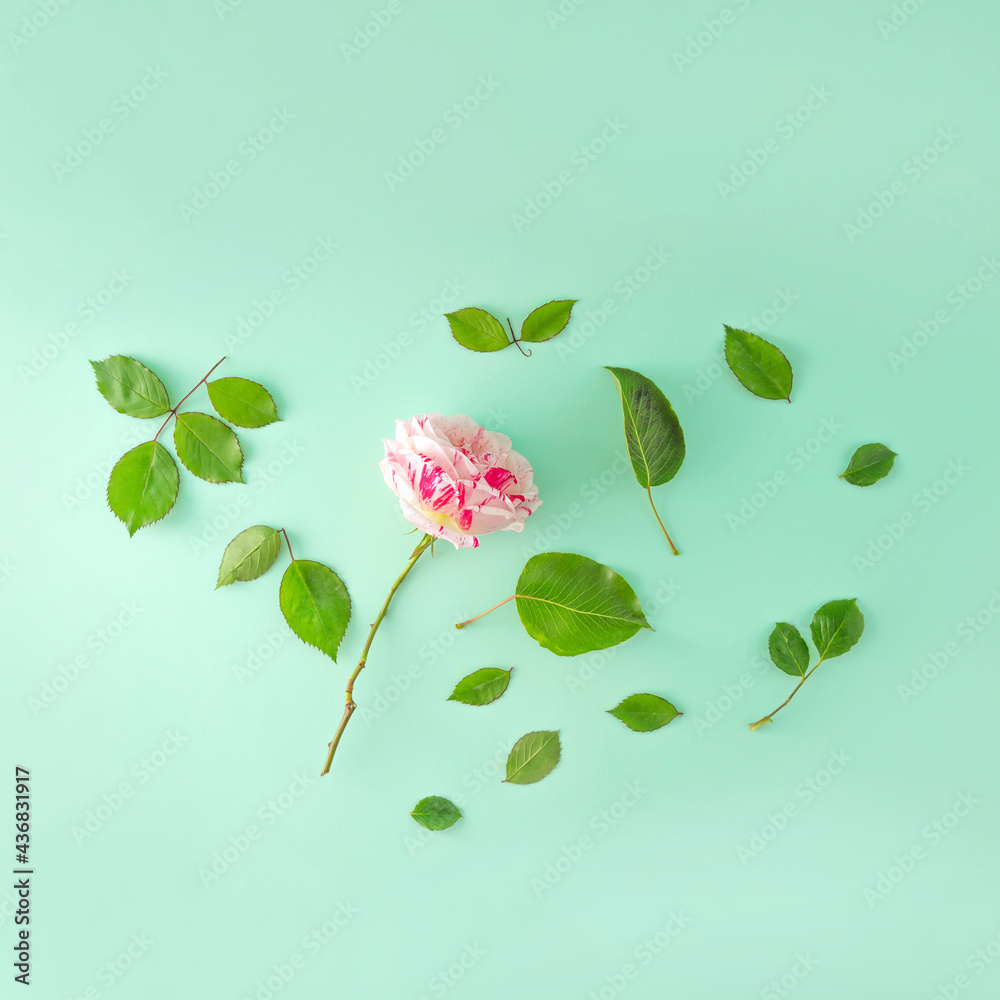 Pink rose with green petals on a soft green background. Minimal composition.