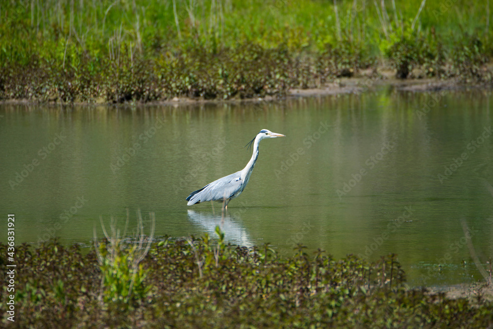 Obraz premium Heron standing in a pond, nature reserve Haff Reimech in Luxembourg