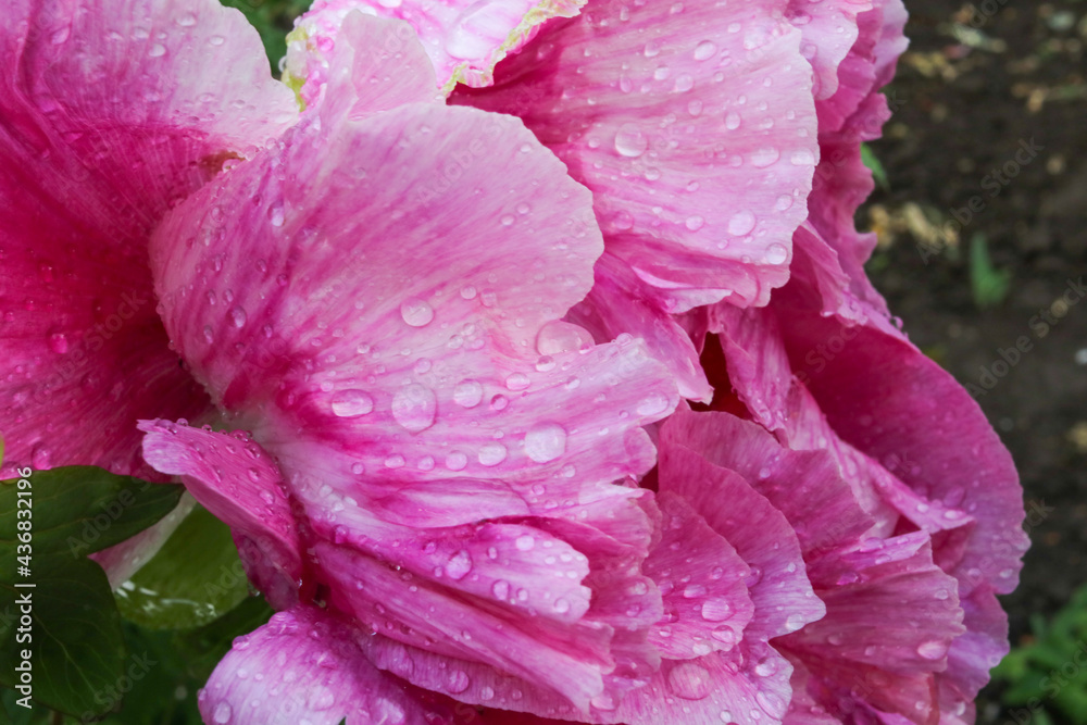 Pink tree peony with raindrops on the petals. Bright juicy flowers on the bush.