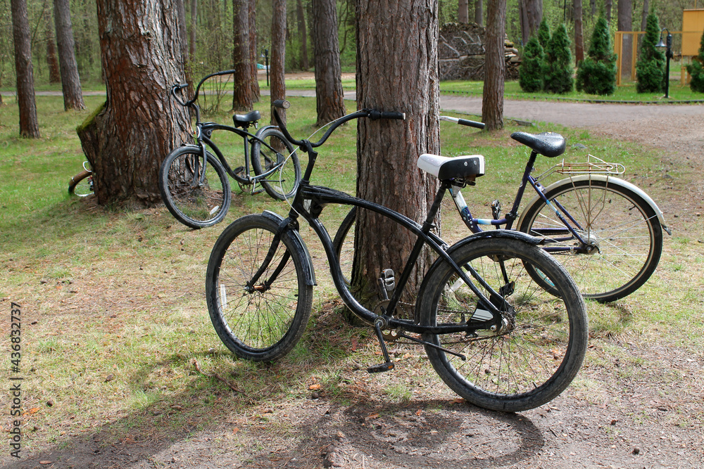 Bicycles are parked near an old pine tree in the forest. The concept of cycling as a way to lead a healthy lifestyle, travel, exercise and breathe clean air.