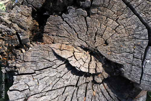 old wood texture background abstract © Kybele