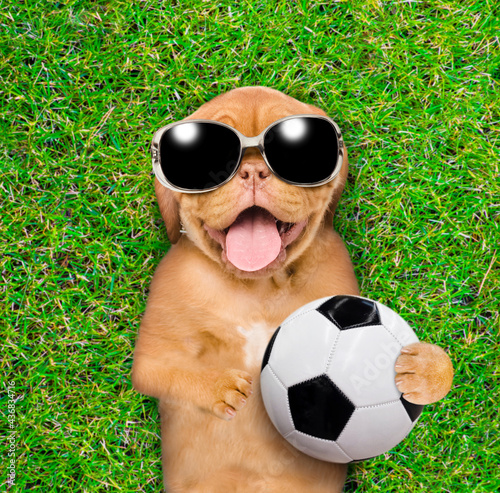 Funny mastiff puppy wearing sunglasses lying with a soccer ball on green summer grass © Ermolaev Alexandr