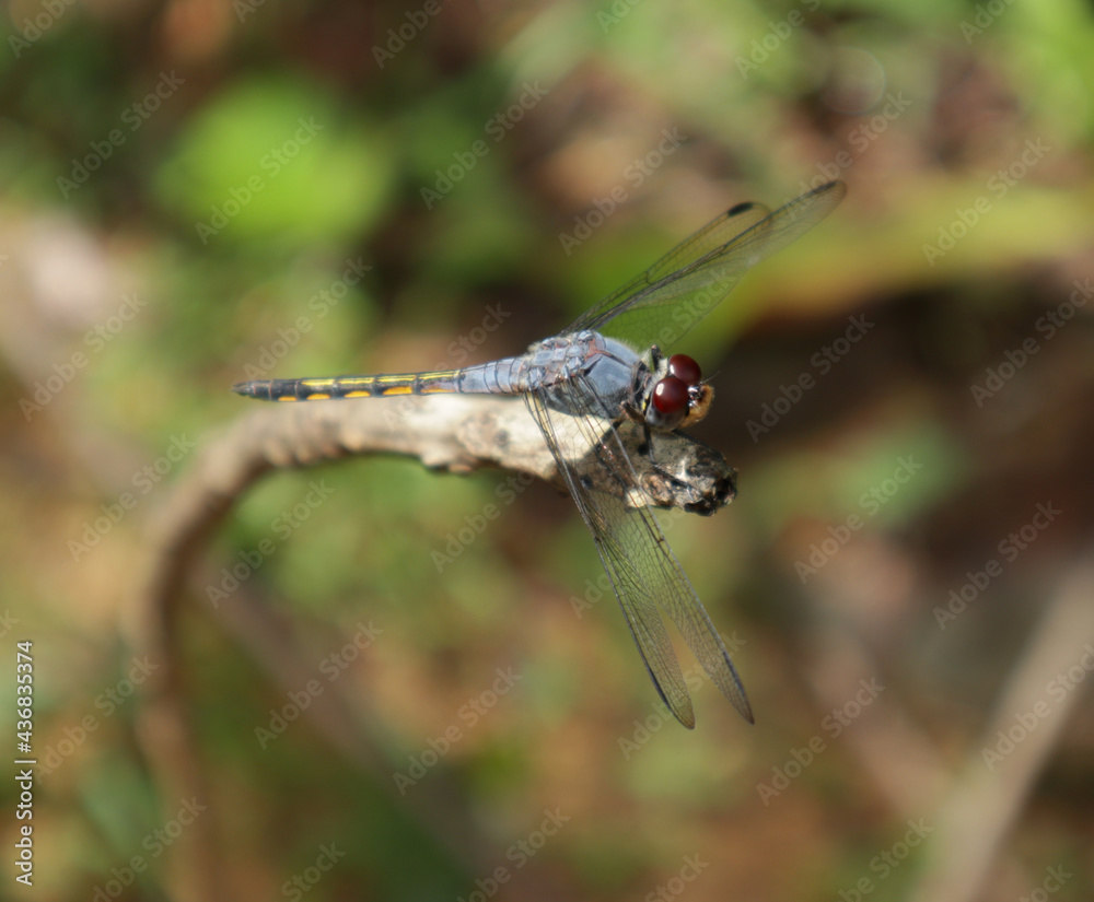 Overhead view of a violet dropwing dragonfly sitting on a dry stick Overhead view of a violet dropwing dragonfly sitting on a dry stick